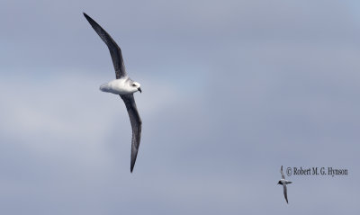 White-headed Petrel