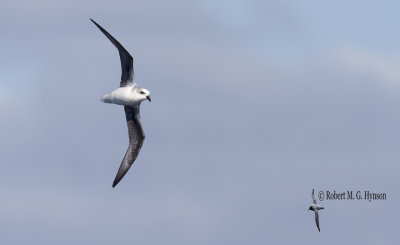 White-headed Petrel