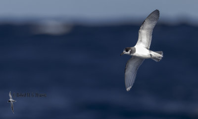 Blue Petrel