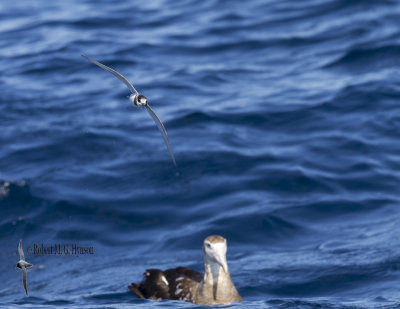 Blue Petrel