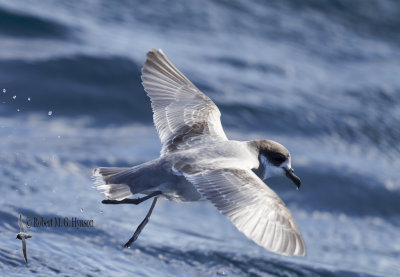 Blue Petrel