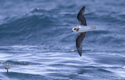 Soft-plumaged Petrel