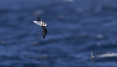 Soft-plumaged Petrel