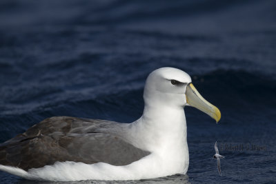 Shy Albatross