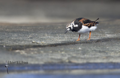 Ruddy Turnstone