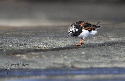 Ruddy Turnstone