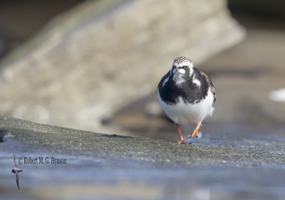 Ruddy Turnstone