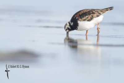 Ruddy Turnstone