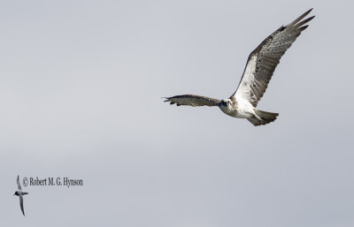 eastern_osprey