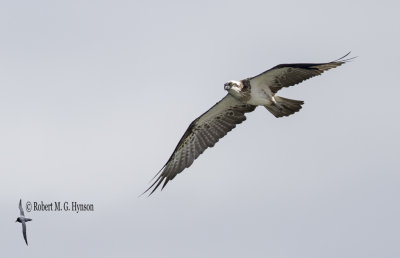 Eastern Osprey