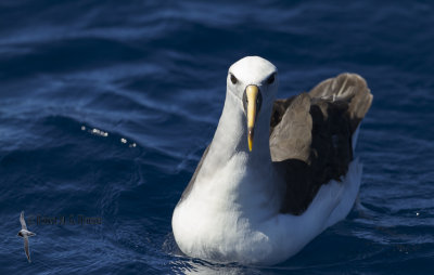 Buller's Albatross