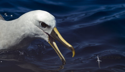 Buller's Albatross