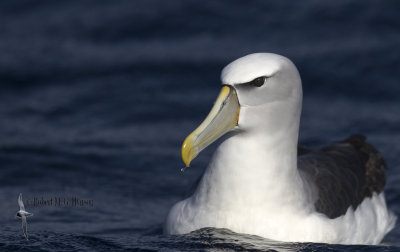 Shy Albatross