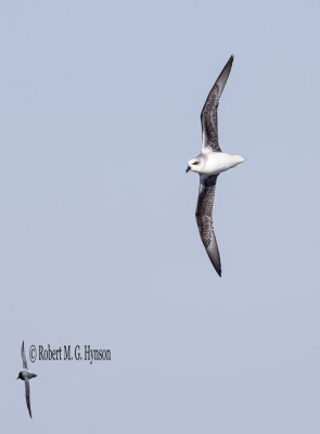 White-headed Petrel