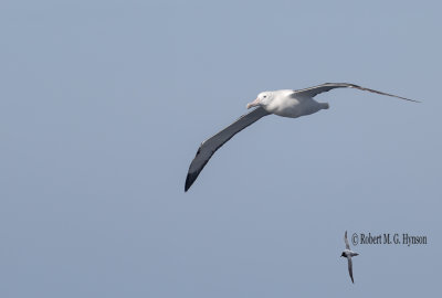 Southern Royal Albatross