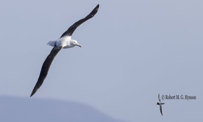 Southern Royal Albatross