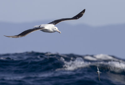 Southern Royal Albatross