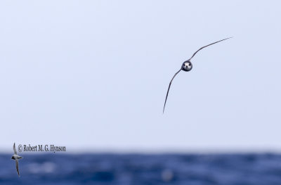 Soft-plumaged Petrel
