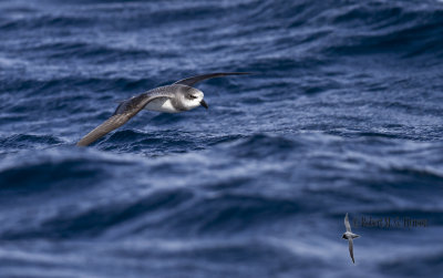 Soft-plumaged Petrel