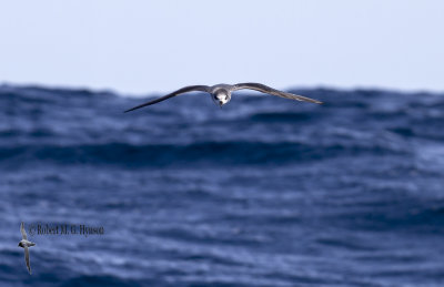 Soft-plumaged Petrel