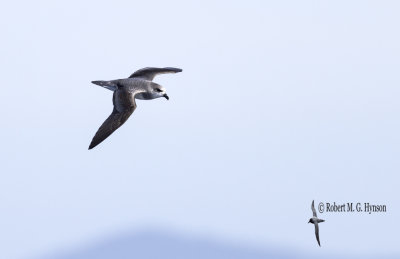 Soft-plumaged Petrel