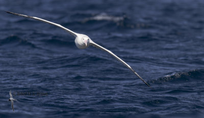 Wandering Albatross