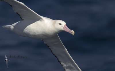 wandering_albatross