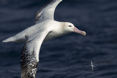 Wandering Albatross