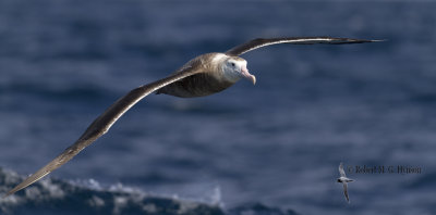 Wandering Albatross