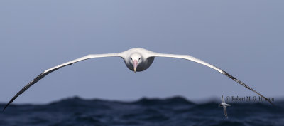 Wandering Albatross