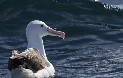 Southern Royal Albatross