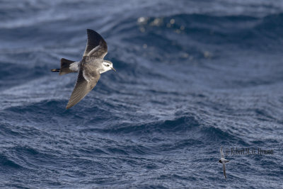 White-faced Storm-petrel