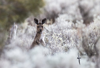 western_grey_kangaroo