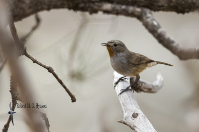 redthroat