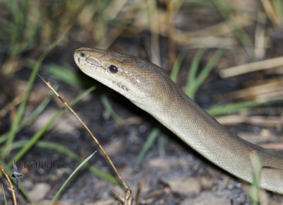 Olive Python - Liasis olivaceus