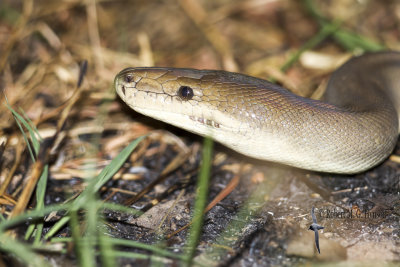 Olive Python - Liasis olivaceus