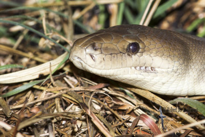 Olive Python - Liasis olivaceus