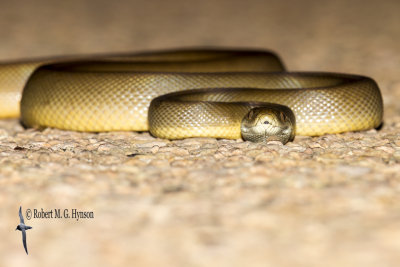 Water Python - Liasis fuscus