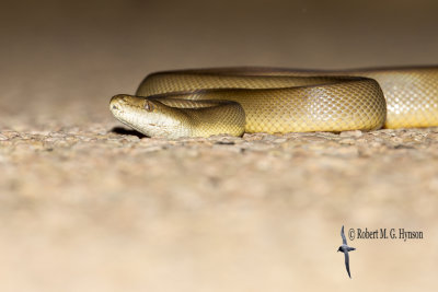 Water Python - Liasis fuscus