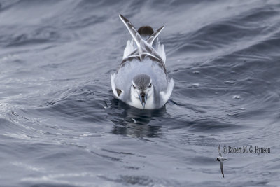 Antarctic Prion