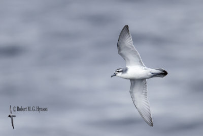 Antarctic Prion