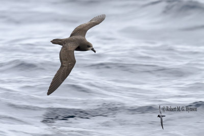 Grey-faced Petrel