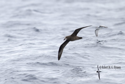 Grey-faced Petrel