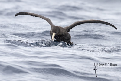 Northern Giant Petrel
