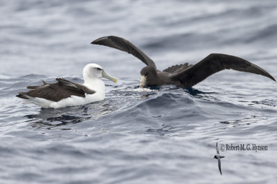 Northern Giant Petrel
