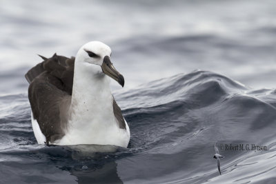 Black-browed Albatross