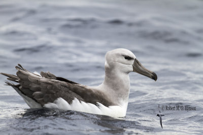 Shy Albatross