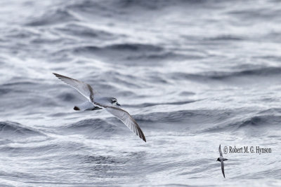 Antarctic Prion