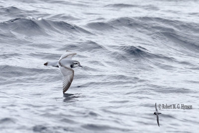 Antarctic Prion