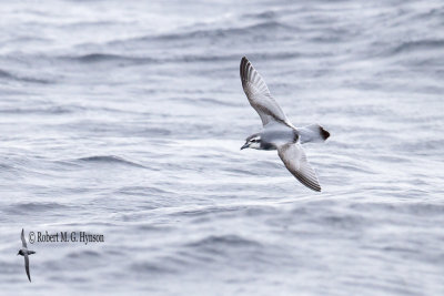 Antarctic Prion